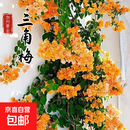 重瓣三角梅苗盆栽地栽花卉老桩室内阳台庭院爬藤植物四季开花 加州黄金【花期带花原盆原土发货】