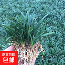 日本矮麦冬草玉龙草庭院草坪绿化地被植物细叶金边耐寒麦冬草种子 日本矮麦冬草玉龙草10斤