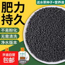 水草陶粒砂生态鱼缸玻璃瓶家用水草泥水培四季造景套餐新手易种 2斤水草泥+一万粒种子+液肥