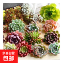 多肉植物 多肉套餐随机不重复精选办公室室内阳台室外红色系列 随机6颗多肉不重复