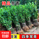 围墙篱笆植物大叶北海道黄杨苗冬青树苗四季常青耐寒庭院绿篱树苗 冬青1.2-1.3米高*50棵