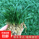 矮麦冬草耐寒庭院园林绿化草坪植物矮生麦冬草苗玉龙草 矮麦冬草50斤