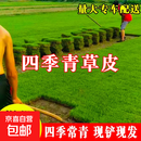 草皮真草坪种子带泥土别墅花园绿化四季青果岭草台湾草草皮带土 耐热 耐寒 四季青草坪 5平方