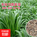 黑麦草种籽四季草籽多年生耐寒牧草种籽畜牧养殖鸡鸭牛羊鱼草种子 国产冬牧70黑麦草10斤