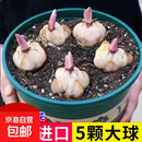 百合花种球香水百合四季开花好养活花卉植物室内外花苗盆栽花种子 混搭自选5个球包活