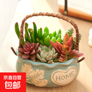 提篮多肉植物组合花束办公桌摆件绿植盆栽创意桌面礼物陶瓷盆 绿色（6颗随机多肉+土）