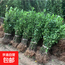 送货上门冬青树苗室外绿化植物围墙篱笆苗北海道树苗耐寒四季常青 1.4—1.5米高【200颗】北海道黄杨 141cm(含)-170cm(含)