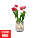 【郁金香种球】年宵花⭐水培进口四季开花盆栽花卉植物客厅好养活 5个种球+圆玻璃盆+石子+营养液