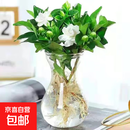 小盆栀子花盆栽四季开花部分带花苞室内绿萝水培花卉绿植物 低配款：15-20cm【2株】当年少量开花 浓香型栀子花【带花苞】10天开花
