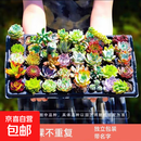 多肉植物组合3-5厘米卷好盆栽耐干旱好养新手基地玉露绿植盆栽 【量大优惠】48棵不重复有玉露