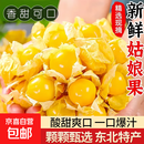 东北姑娘果新鲜当季水果黄菇娘灯笼果酸甜可口甜菇娘特产京东包邮 【带箱3斤】东北姑娘果