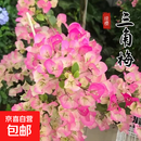 重瓣三角梅苗盆栽地栽花卉老桩室内阳台庭院爬藤植物四季开花 绿樱【花期带花原盆原土发货】