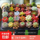 多肉植物组合3-5厘米卷好盆栽耐干旱好养新手基地玉露绿植盆栽 【28棵多肉有名字】14个品种