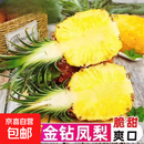 【海南直发】正宗海南金钻凤梨新鲜水果当季树上熟芒果凤梨 1粒装单果400-650g