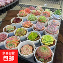 多肉植物幼儿园组合盆栽小绿植花卉玉露大颗好养室内肉肉带盆多头 红宝石一颗 不含盆