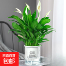 白掌盆栽一帆风顺水培植物室内好养花卉绿植水养四季 [主图款]白掌株(早安吸水盆）