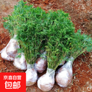 丛生凤尾竹盆栽竹子庭院地栽观赏绿植物小米竹苗盆景室内阳台耐寒 凤尾竹：一丛20-30颗（30厘米高）原土球