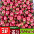 新鲜千禧圣女果小番茄现摘现发多汁水果适合孕妇食用 2斤