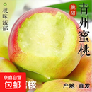 青州古树蜜桃新鲜桃子采摘送货上门-万果 带箱5斤装（中果60g起）