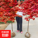 四季红红枫树日本红枫树苗造型别墅庭院园林绿化苗盆栽红枫树苗 包品种 日本红枫【红舞姬】 5厘米粗1.8米高树形优美】带土球