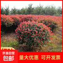 红叶石楠树苗石楠球四季常青庭院绿化苗篱笆工程树苗高杆石楠树 石楠球/冠幅2.5米左右/ 60cm(含)-69cm(含)
