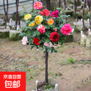 树状月季花苗特大花盆栽树形树桩庭院嫁接玫瑰棒棒糖浓香高杆花卉 10cm粗【品种留言】当年开花 不含盆