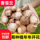 香雪兰花小苍兰种球四季多年生易种花卉盆栽重瓣浓香型植物种子 香雪兰混色1颗（周长6cm左右）