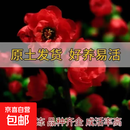 耐寒红梅花树苗地栽庭院浓香型四季花卉植物骨里红梅腊梅绿梅室外 傲雪红梅树苗【带土球发货】 3公分粗1.4米高度【带分叉】