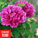 正宗洛阳牡丹花苗重瓣牡丹花树苗大花庭院阳台盆栽地栽花卉植物 洛阳红 (3-6分叉)+肥料 不含盆