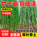 四季常青竹子苗庭院室外院墙植物青竹黄金竹北方盆栽风景竹子树苗 【四季精品青竹】 粗度1cm【10棵】高度1.8米