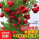 红木香花苗爬藤植物庭院大苗盆栽花卉甜蜜黄白木香花树苗四季开花 精品红木香【四季浓香】 【庭院推荐】母系大苗1.8-2米高