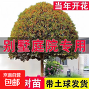 桂花树苗原生金桂丹桂庭院别墅大型四季常青耐寒浓香绿化风景花树 金桂【原生带土球】 8公分粗2.2米高