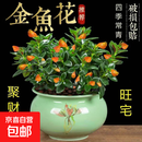 四季常青金鱼花吊兰盆栽室内绿植花卉多肉植物发财树好养易活客厅 金鱼吊兰【整盆20-30颗】原盆土