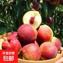 山东青州蜜桃脆甜桃子新鲜水果青毛桃水蜜桃秋桃冬桃-鲜集 青州蜜桃2粒尝鲜装