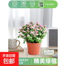 盆栽水培多肉植物室内花卉办公老桩绿植净化好养肉肉盆景 小金枝玉叶(丛生多枝)原盆 含盆