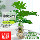 龙鳞春羽水培植物天堂鸟客厅绿萝盆栽花卉富贵竹龟背竹好养的绿植 精品春羽20-25cm【1棵】送营养液