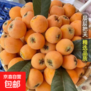 云南蒙自甜枇杷新鲜水果当季长虹琵琶枇杷现摘树上熟整箱 5斤尝鲜装（单果重30克+）