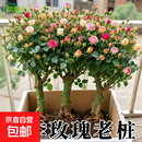 【精品】月季花老桩四季开花浓香型玫瑰老桩耐寒耐旱盆栽地栽花卉 【10颗装】精品月季花老桩（混色）四季开花