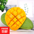 四川凯特芒新鲜芒果生鲜水果彩虹芒果 凯特芒净重9斤500克+