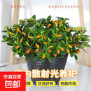 四季常青金鱼花吊兰盆栽室内绿植花卉多肉植物发财树好养易活客厅 金鱼吊兰【整盆20-30颗】原盆土