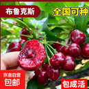 正宗特大嫁接樱桃树苗车厘子樱桃果树果苗南北方种植当年结果 布鲁克斯车厘子树 12年苗（直径4-5公分粗）高度80-100cm