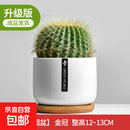 仙人掌盆栽仙人球万重山多肉花卉绿植物好养易活办公室内桌面摆件 金冠+【白瓷盆+竹托盘】 含盆