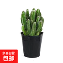 仙人掌盆栽仙人球万重山多肉花卉绿植物好养易活办公室内桌面摆件 原盆原土小(万重山)1颗【家里有盆土的可以买】 含盆