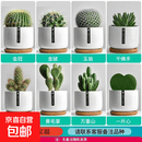 仙人掌盆栽仙人球万重山多肉花卉绿植物好养易活办公室内桌面摆件 【8盆全家福】如图8盆+送喷壶1个 含盆