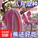 八月瓜八月炸种子膳食纤维新种子四季爬藤阳台盆栽食用水果种子 八月瓜种子/包约20粒 5包