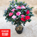 香妃山茶花五色赤丹带花苞树苗香妃花苗室内四季开花山茶花盆栽 五色赤单4年苗当年开花
