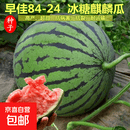 【亏本冲量】水果套餐草莓圣女果羊角蜜西瓜阳台盆栽农家瓜种大全 冰糖麒麟西瓜种子2包约100粒
