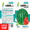 【亏本冲量】8424麒麟少籽西瓜种子无籽特大高产巨型甜王四季水果 8424西瓜种子/包约50粒 1包