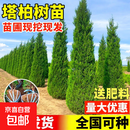 柏树树苗塔柏侧柏龙柏松柏树苗墓地松树苗坟前清明节柏树四季常青 【精品塔柏】1米以上（带土发货）送肥料