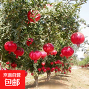 石榴树树苗特大果石榴树苗盆栽南方北方种植突尼斯软籽庭院果树 红如意石榴 带土球粗度10厘米高度2-2.5米
